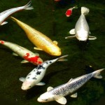  best koi fish , 8 Nice Koi Fish Pricing In pisces Category