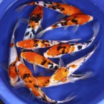  best koi fish , 8 Good Live Japanese Koi Fish For Sale In pisces Category