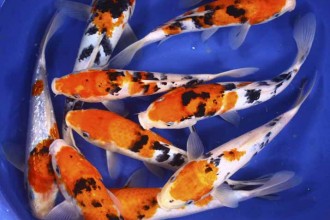  Best Koi Fish , 8 Good Live Japanese Koi Fish For Sale In pisces Category