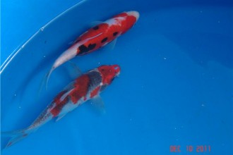  Best Koi Fish , 8 Fabulous Japanese Koi Fish Price In pisces Category