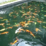  best koi fish , 6 Good Pictures Of Koi Fish Ponds In pisces Category
