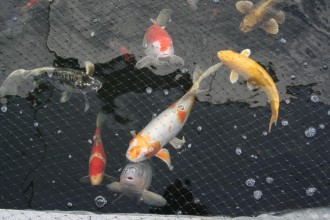  Best Koi Fish , 7 Awesome Koi Fish Los Angeles In pisces Category