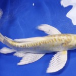 big butterfly koi , 6 Beautiful Butterfly Koi Fish Care In pisces Category