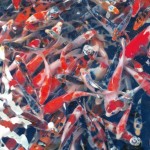  big koi fish , 8 Nice Koi Fish Wholesale In pisces Category