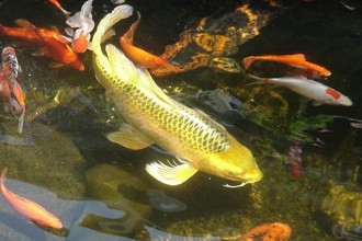 biggest fish in Environment