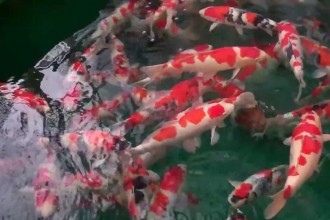  Butterfly Koi , 6 Top Buying Koi Fish In pisces Category
