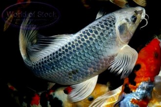 Butterfly Koi Fish , 6 Lovely Koi Butterfly Fish In pisces Category
