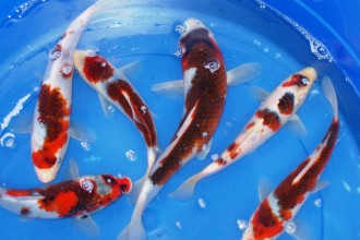  Butterfly Koi , 8 Good Live Japanese Koi Fish For Sale In pisces Category
