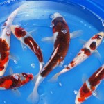  butterfly koi , 8 Charming Baby Koi Fish Sale In pisces Category