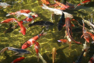  Butterfly Koi , 8 Lovely Koi Fish Farms In pisces Category