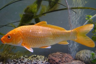 carp koi fish pond in Animal