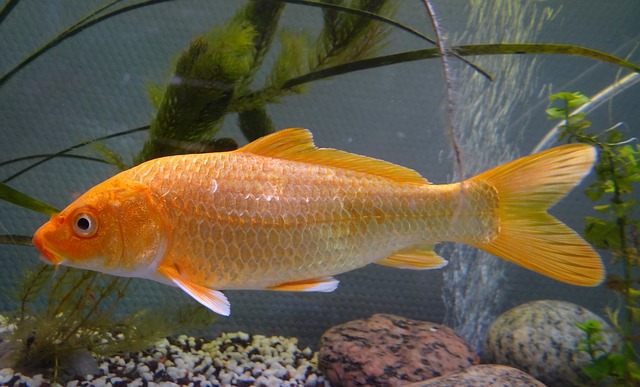 pisces , 8 Beautiful Koi Fish Breeders : Carp Koi Fish Pond