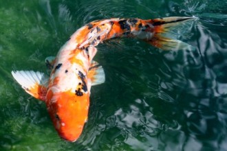 Colourful Fish , 8 Fabulous Japanese Koi Fish Price In pisces Category