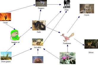 Desert Food Web Pictures , Desert Food Chain Pictures In Ecosystem Category