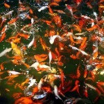  discus fish , 8 Lovely Koi Fish Farms In pisces Category