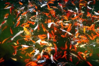 Discus Fish , 8 Lovely Koi Fish Farms In pisces Category