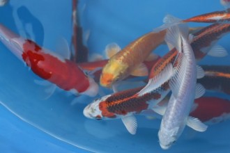  Discus Fish For Sale , 8 Charming Baby Koi Fish Sale In pisces Category