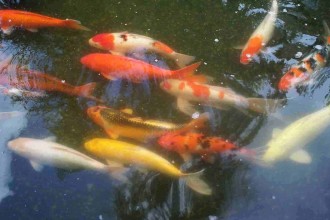  Discus Fish For Sale , 8 Amazing Giant Koi Fish For Sale In pisces Category
