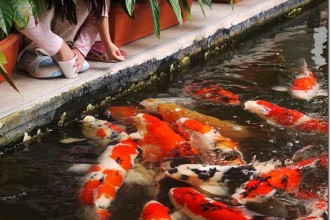 Feeding The Koi Fish , 9 Nice Caring For Koi Fish In pisces Category