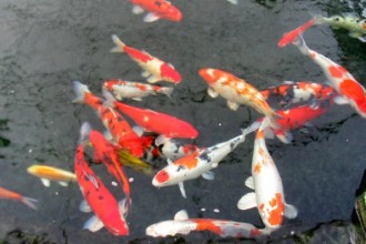 Goldfish Koi , 7 Nice Koi Fish Pond Supplies In pisces Category