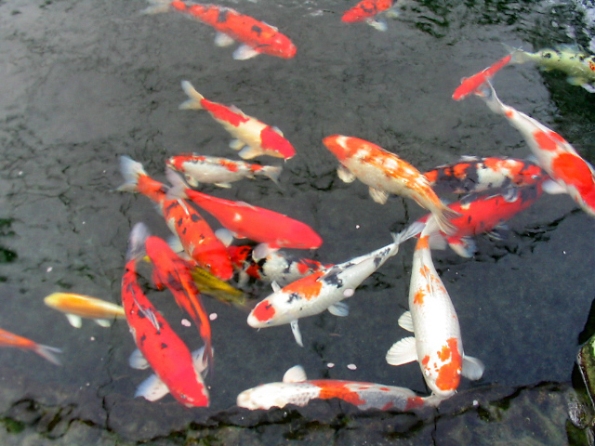 pisces , 7 Nice Koi Fish Pond Supplies : Goldfish Koi