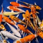  hikari koi , 8 Charming Hikari Koi Fish In pisces Category