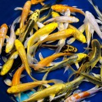hikari mix bright bold , 8 Charming Hikari Koi Fish In pisces Category
