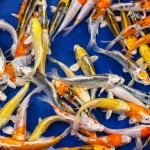  hikari spirulina , 8 Charming Hikari Koi Fish In pisces Category