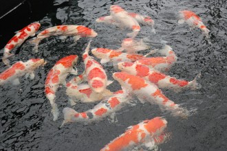  Japan Koi Fish , 8 Beautiful Koi Fish Breeders In pisces Category