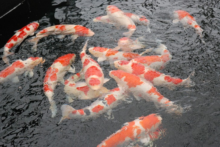 pisces , 8 Beautiful Koi Fish Breeders :  Japan Koi Fish