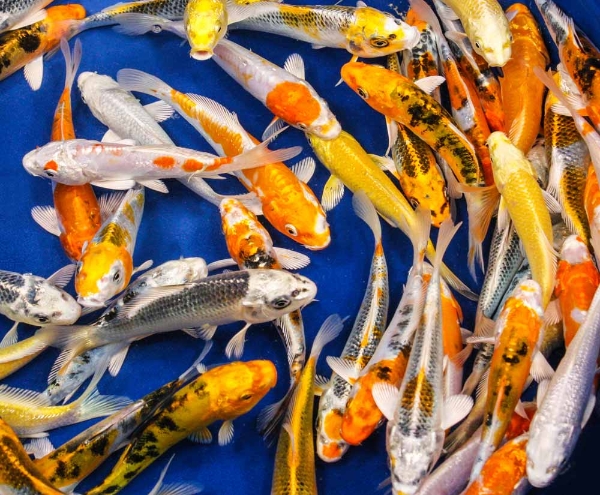 pisces , 8 Charming Hikari Koi Fish :  Japan Koi Fish