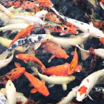  japan koi fish , 8 Fabulous Japanese Koi Fish Price In pisces Category