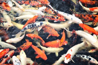  Japan Koi Fish , 8 Fabulous Japanese Koi Fish Price In pisces Category