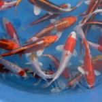  japanese koi fish , 8 Charming Baby Koi Fish Sale In pisces Category