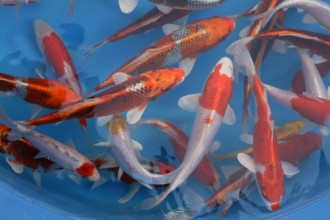  japanese koi fish in Cell