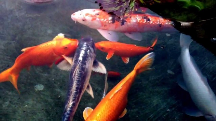 pisces , 7 Awesome Koi Fish Los Angeles :  Japanese Koi Fish