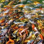  japanese koi fish , 8 Lovely Koi Fish Farms In pisces Category