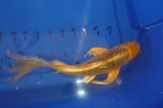  japanese koi fish in Scientific data