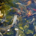 japanese koi fish , 7 Top Prices Of Koi Fish In pisces Category