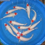  japanese koi fish , 8 Nice Prices For Koi Fish In pisces Category