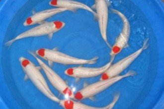  Japanese Koi Fish , 8 Nice Prices For Koi Fish In pisces Category
