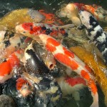  japanese koi fish , 8 Cool Breeding Koi Fish In pisces Category