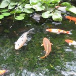  japanese koi fish , 6 Fabulous Koi Fish Pond Maintenance In pisces Category