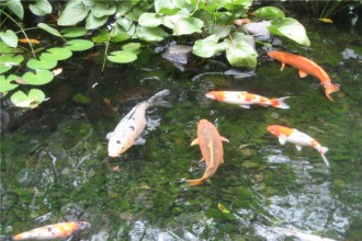 Japanese Koi Fish , 6 Fabulous Koi Fish Pond Maintenance In pisces Category