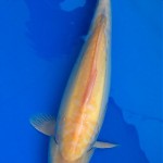  japanese koi for sale , 8 Good Live Japanese Koi Fish For Sale In pisces Category