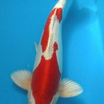 kikusui kikusi koi , 7 Wonderful Koi Pond Fish For Sale In pisces Category