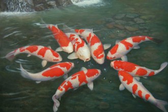 koi aquarium fish in Mammalia
