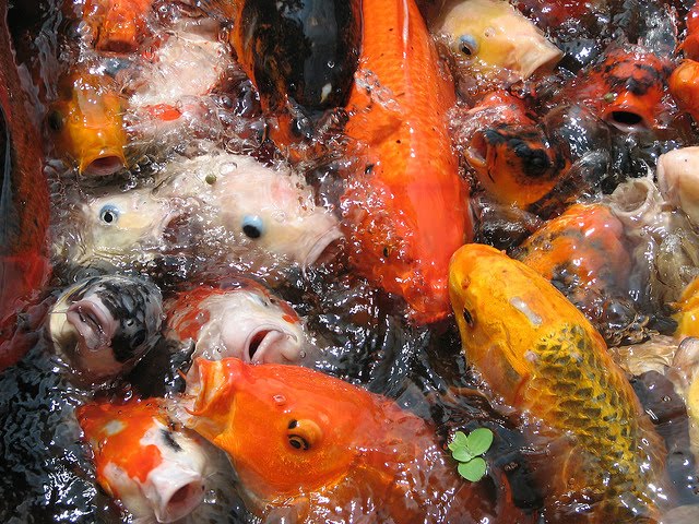 pisces , 9 Nice Caring For Koi Fish : Koi Are Those Brilliantly