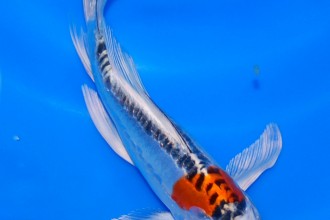  Koi Breeder , 6 Beautiful Butterfly Koi Fish Care In pisces Category