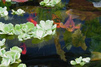  Koi Breeding , 8 Cool How To Care For Koi Fish Pond In pisces Category